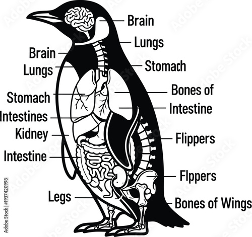 Penguin anatomy diagram illustrating biological structure and internal organs