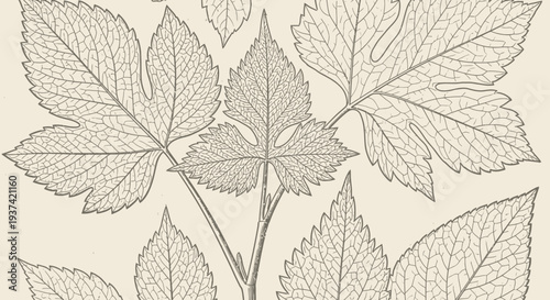 Vintage Botanical Illustration of Assorted Leaves from Various Plant Species, Detailed Scientific Engraving Drawing