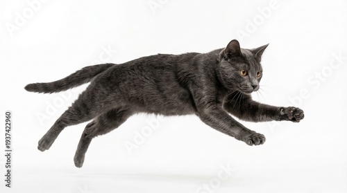 Gray cat jumping on white background