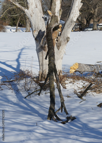Fallen Tree