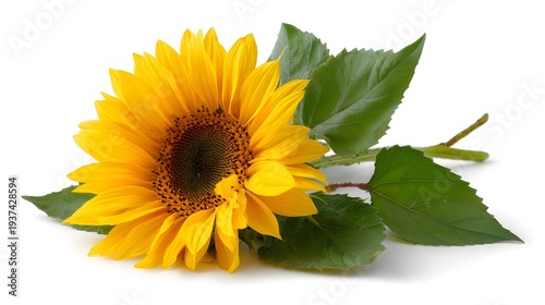 Single vibrant sunflower with green leaves isolated on a clean white background, showcasing its natural beauty and bright yellow petals.