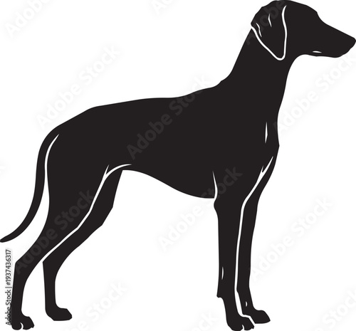 Elegant Black Silhouette of a Saluki Dog Standing Proudly, Refined Breed Portrait