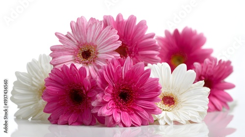 Vibrant Pink and White Gerbera Daisy Bouquet on a Pristine White Background.