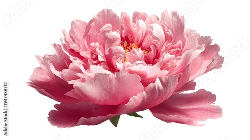 Vibrant Pink Peony Flower Blossom Isolated on White Background.