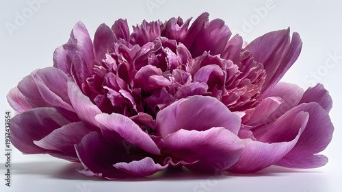 Vibrant purple peony flower in full bloom on a white background.