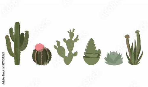 Desert cactus and succulent vector set with flowering barrel cactus botanical plants isolated on white