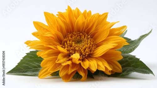 Vibrant Yellow Sunflower Blossom with Green Leaves on White Background.