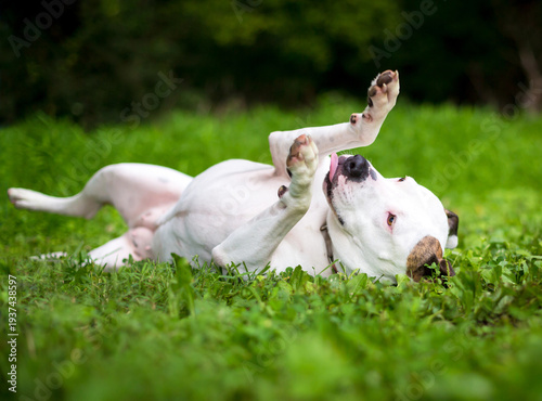 A mixed breed dog rolling on its back with its paws in the air