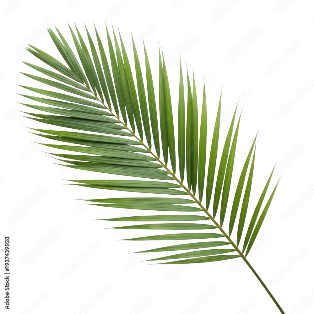 Obraz premium A green palm leaf with many thin segments
