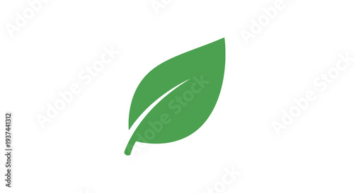 A single green leaf with a prominent white vein on a white background