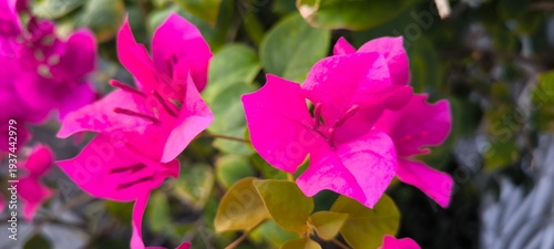 Foto a bougainvillea is a genus of thorny ornamental vines.