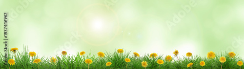Panel kuchenny z motywem Yellow dandelions growing in lush grass against blurred green background, banner design. Spring season