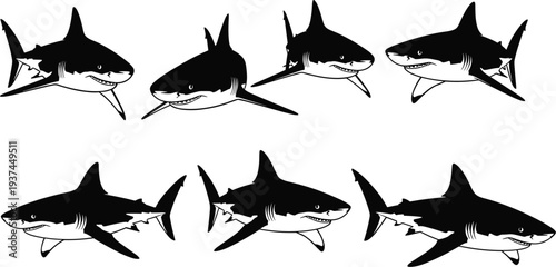 Black and White Shark Illustration Set Featuring Aggressive Ocean Predator in Multiple Angles Marine Wildlife Vector Collection
