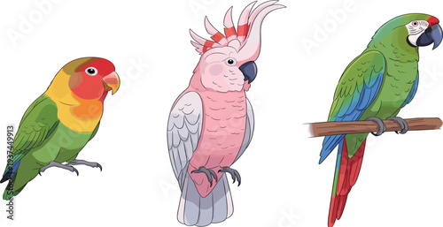 Cartoon Style Parrots Including Lovebird, Cockatoo, and Macaw with Bright Colors