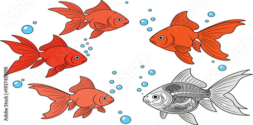 Colorful Goldfish Illustration with Anatomy Detail and Bubbles for Educational and Marine Design Projects