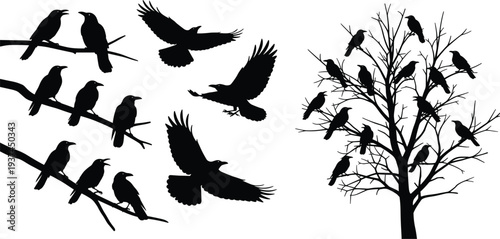 Hooded crow bird vector set with different poses standing walking and spread wings detailed wildlife illustration collection