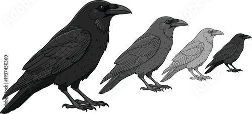 Crow bird size comparison set with black and grey raven variations detailed realistic wildlife vector illustration collection