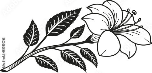 Black and white illustration of a flower with leaves on a stem