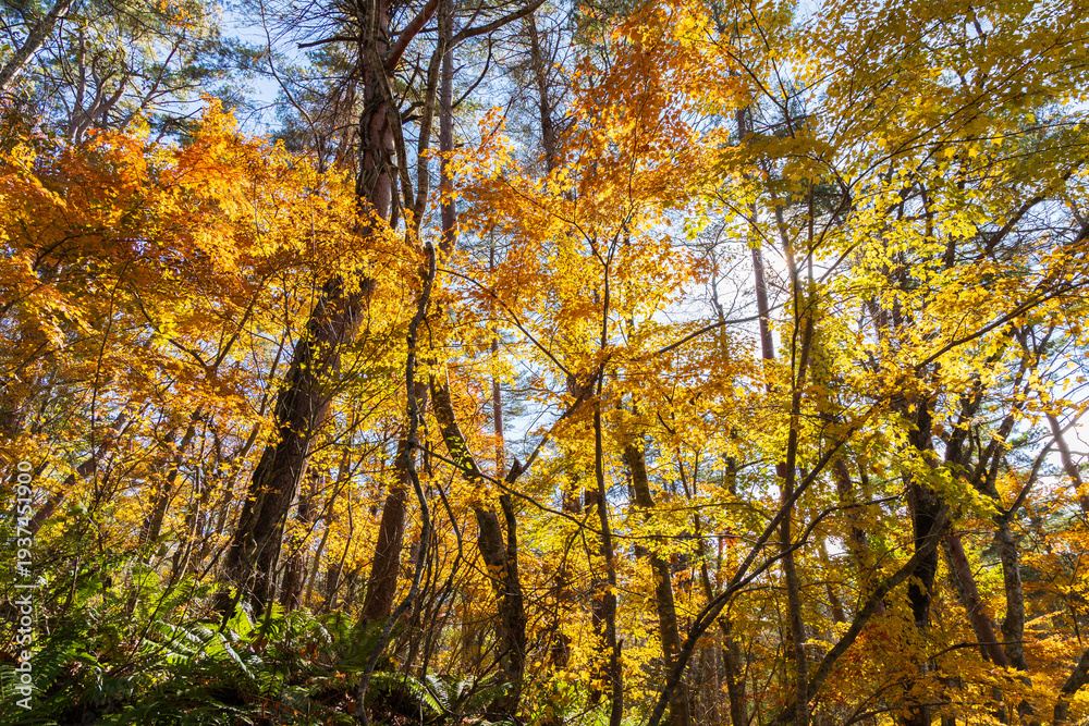 Obraz premium 日本の風景・秋 福島県裏磐梯 紅葉の五色沼湖沼群 