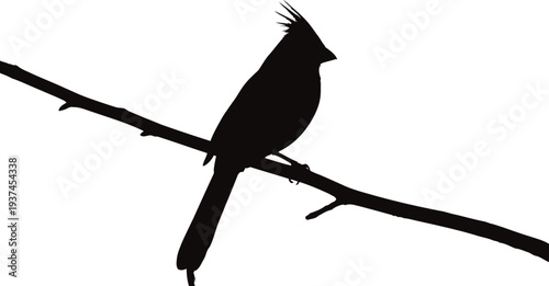 Silhouette of a cardinal perched gracefully on a thin branch against a bright background