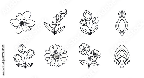 Set of hand drawn outline flowers and floral buds illustrations on white background, perfect for design and decoration