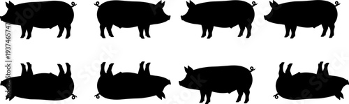 Pig silhouettes collection featuring farm animal poses isolated swine vector illustration livestock black shape set bundle