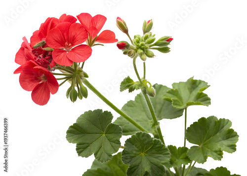 Red Geranium Flowers  isolated on transparent background
