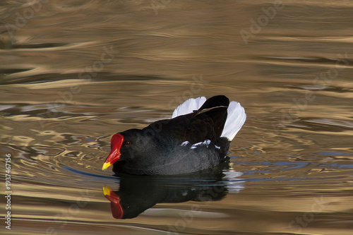 Schilderij op canvas Common Moorhen (Gallinula chloropus), also known as the Common Gallinule