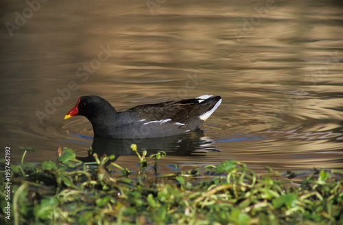 Foto Common Moorhen (Gallinula chloropus), also known as the Common Gallinule