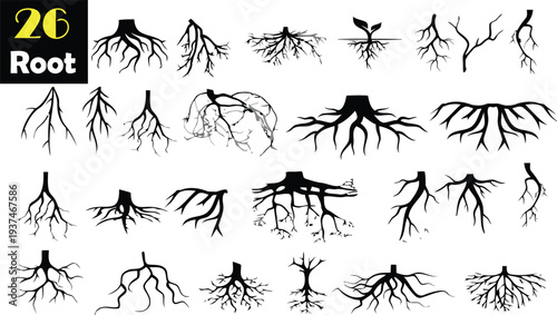 Different styles of tree root systems and root structures on white background
