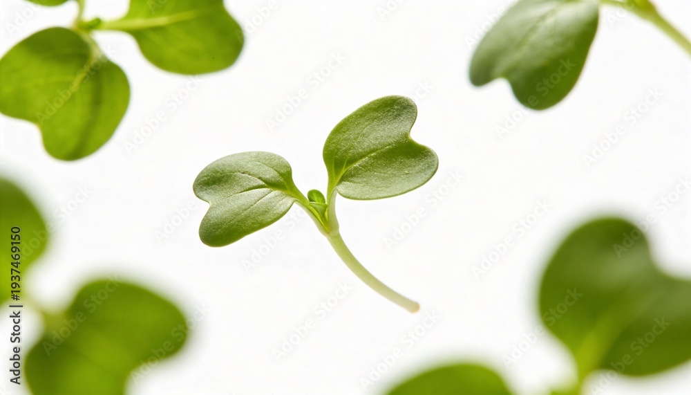 Obraz premium Delicate green sprouts emerging from soil, symbolizing new life and growth