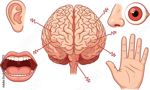 Human Five Senses Anatomy Illustration with Brain, Eye, Ear, Nose, Mouth and Hand Showing Sensory Organs and Perception System Vector