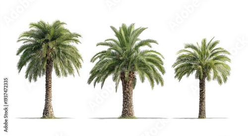 Three tropical palm trees stand tall against a stark white backdrop, their leaves fanned out