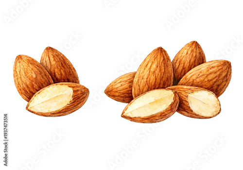 A charming watercolor collection of almonds and sliced almond nuts for healthy food illustrations and kitchen design.
