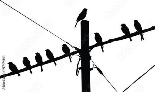 Black and white silhouette of birds perched on utility pole with wires, minimalistic composition, striking contrast, urban wildlife photography, balanced symmetry, nature meets infrastructure scene