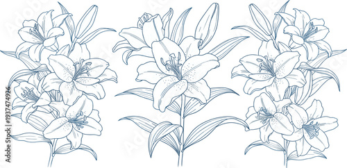Elegant Hand Drawn Lily Flower Vector Collection Featuring Detailed Floral Line Art Bouquets and Botanical Sketches for Wedding Invitations, Greeting Cards, and Nature Designs