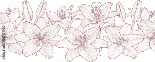 Elegant Hand Drawn Lily Flower Border with Detailed Line Art Petals and Buds for Wedding Invitations, Greeting Cards, Floral Backgrounds, and Botanical Designs