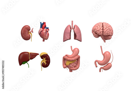 Human internal organs anatomy collection png on transparent background