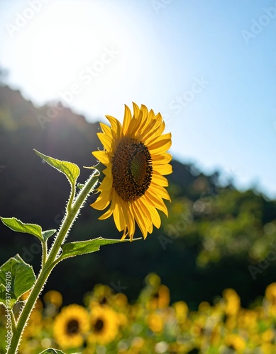 Wallpaper Mural Vibrant Sunflower Bathed in Golden Sunlight in a Lush Field. Torontodigital.ca