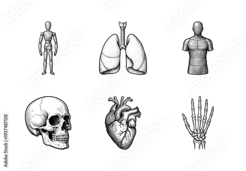Set of anatomical and medical illustrations including human skull, heart, lungs, skeleton hand, and wooden mannequin in vintage woodcut engraving style
