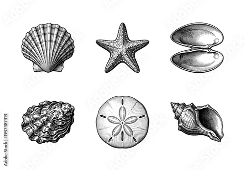 Vintage engraving style collection of sea shells, starfish, and sand dollar. Detailed nautical illustrations of marine life for coastal design and scientific study.