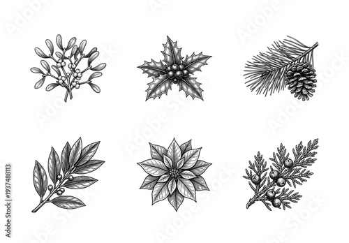 Vintage engraving of winter holiday botanical elements including holly, mistletoe, poinsettia, and pine branches for Christmas and seasonal decor.