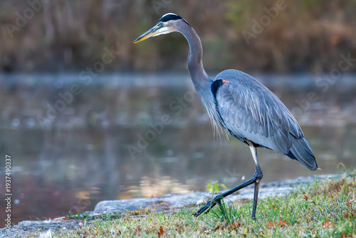 Closeup of a great blue heron walking on the shore of a lake.