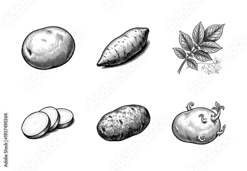 Vintage engraving style potato collection featuring whole tubers, sliced pieces, and botanical plant details with leaves and flowers
