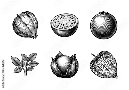Vintage engraving style illustration set of physalis fruit showing husk berry cross section and leaves for botanical design