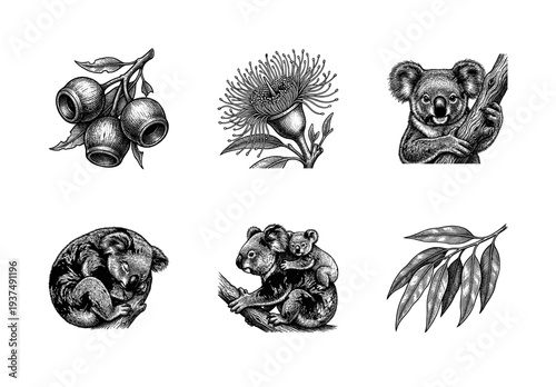 Vintage etching collection of koalas and eucalyptus botanical elements in black and white woodcut style