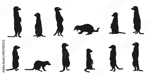 Set of meerkat silhouettes in various poses and actions isolated on white background