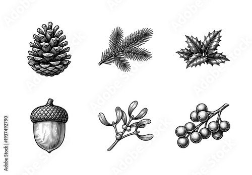 Vintage engraving style botanical set featuring pine cone, fir branch, holly leaves, acorn, mistletoe, and winter berries for seasonal nature decor.