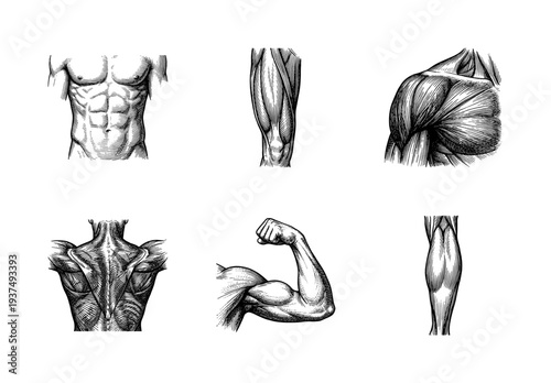 Set of anatomical human muscle sketches featuring torso, arm, shoulder, and leg details in a vintage woodcut engraving style.