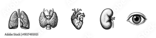 Set of anatomical human organ illustrations in a vintage woodcut engraving style including lungs, thyroid, heart, kidney, and eye.